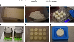 H5N1 influenza virus stability and transmission risk in raw milk and cheese