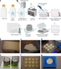 H5N1 influenza virus stability and transmission risk in raw milk and cheese
