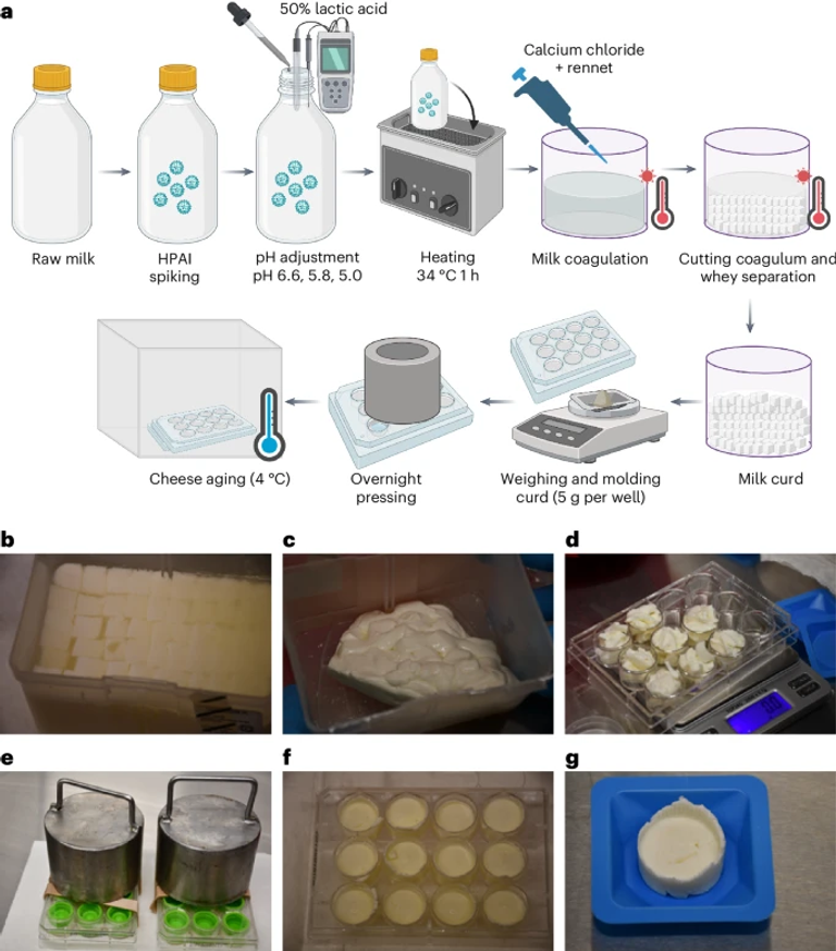 H5N1 influenza virus stability and transmission risk in raw milk and cheese