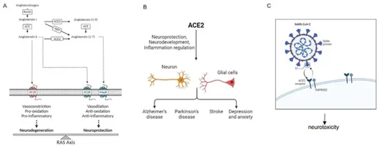 The Role of ACE2 in Neurological Disorders: From Underlying Mechanisms to the Neurological Impact of COVID-19