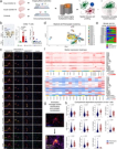 High throughput spatial immune mapping reveals an innate immune scar in post-COVID-19 brains