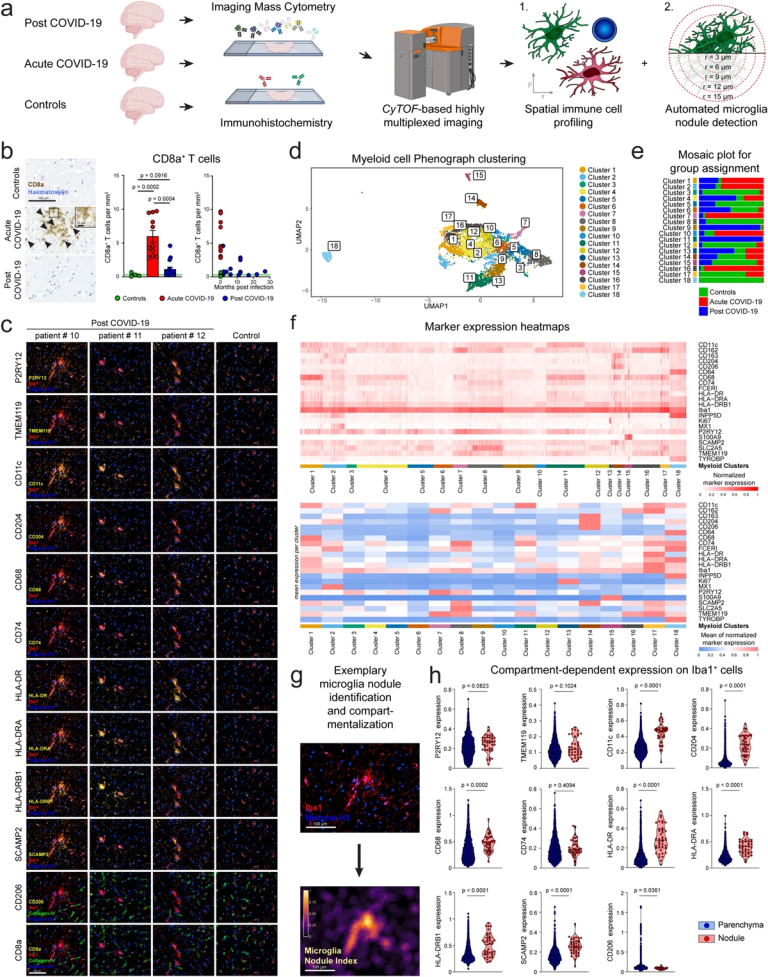 High throughput spatial immune mapping reveals an innate immune scar in post-COVID-19 brains