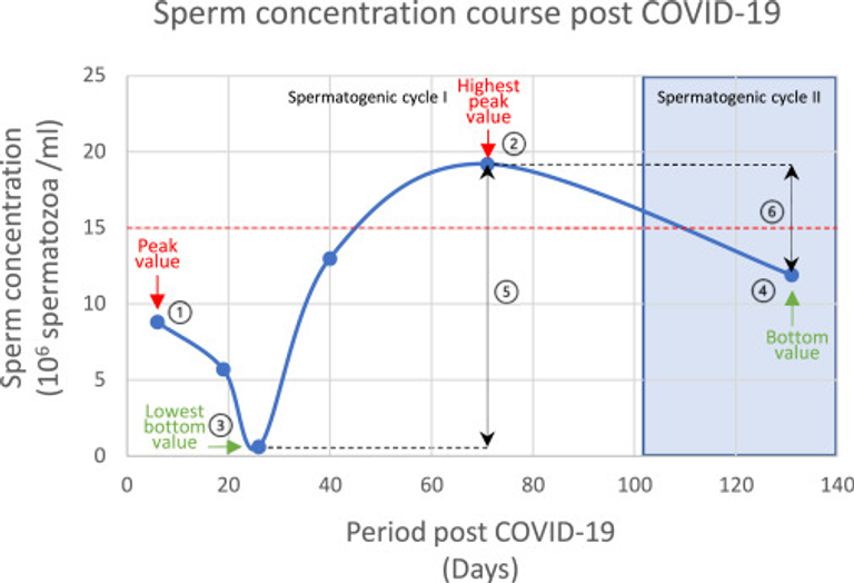 SARS-CoV-2 infection reduces quality of sperm parameters: prospective one year follow-up study in 93 patients
