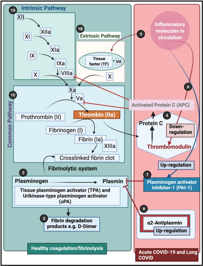 Persistent clotting protein pathology in Long COVID/Post-Acute Sequelae of COVID-19 (PASC) is accompanied by increased levels of antiplasmin