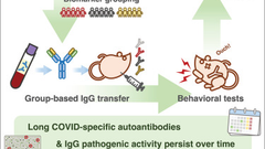 Transfer of IgG from long COVID patients induces symptomology in mice