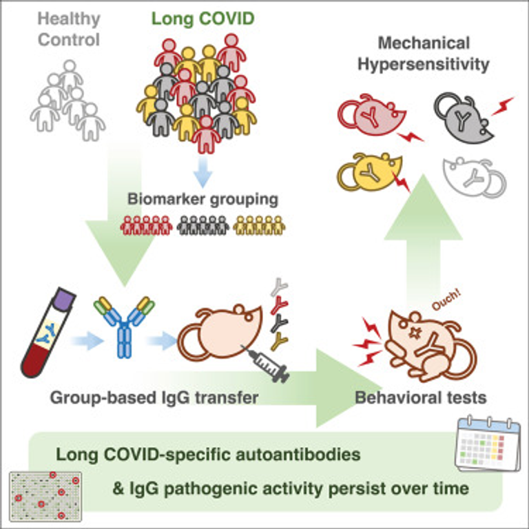 Transfer of IgG from long COVID patients induces symptomology in mice