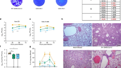A single-dose intranasal live-attenuated codon deoptimized vaccine provides broad protection against SARS-CoV-2 and its variants