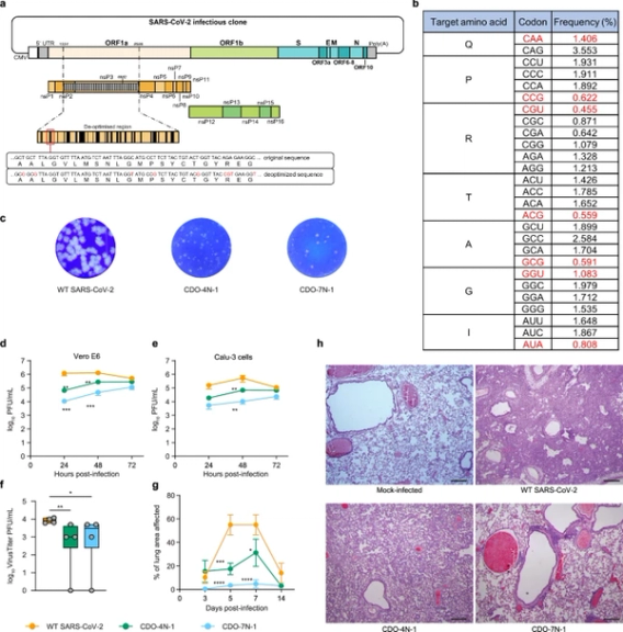 A single-dose intranasal live-attenuated codon deoptimized vaccine provides broad protection against SARS-CoV-2 and its variants