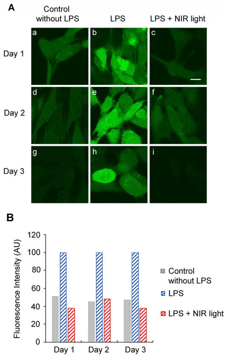 Near-Infrared Light Exposure Triggers ROS to Downregulate Inflammatory Cytokines Induced by SARS-CoV-2 Spike Protein in Human Cell Culture
