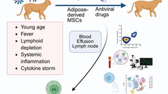 Mesenchymal stem/stromal cell therapy improves immune recovery in a feline model of severe coronavirus infection