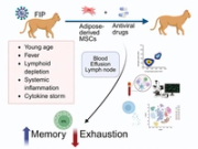 Mesenchymal stem/stromal cell therapy improves immune recovery in a feline model of severe coronavirus infection