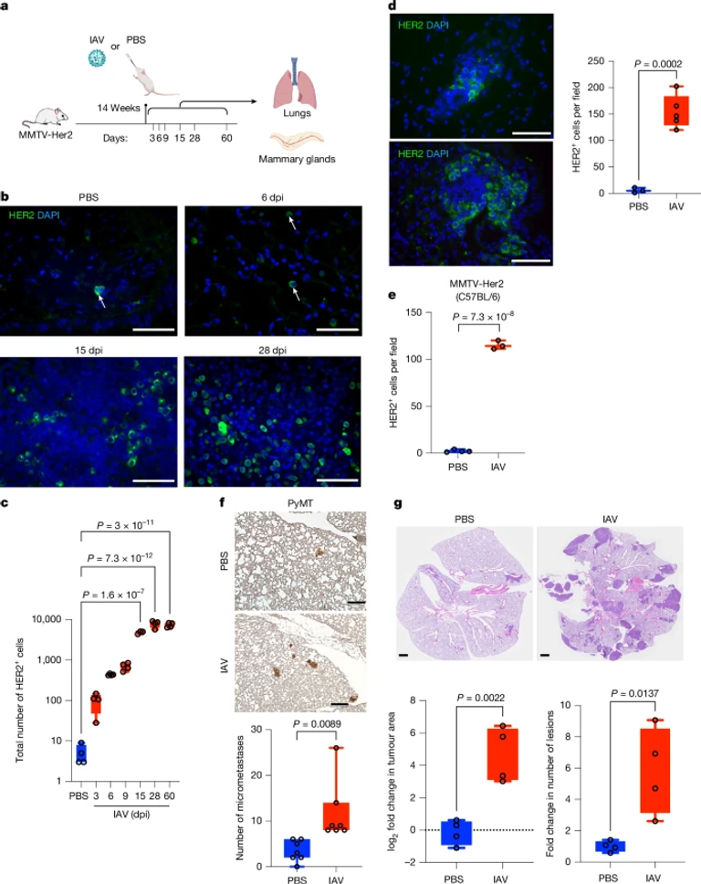 Respiratory viral infections awaken metastatic breast cancer cells in lungs