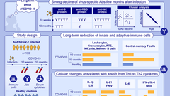 Differential decline of SARS-CoV-2-specific antibody levels, innate and adaptive immune cells, and shift of Th1/inflammatory to Th2 serum cytokine levels long after first COVID-19