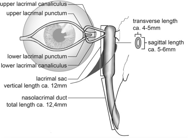 Detection of SARS-CoV-2 binding receptors and miscellaneous targets as well as mucosal surface area of the human lacrimal drainage system