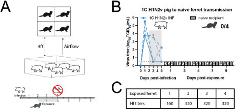 Eurasian 1C swine influenza A virus exhibits high pandemic risk traits