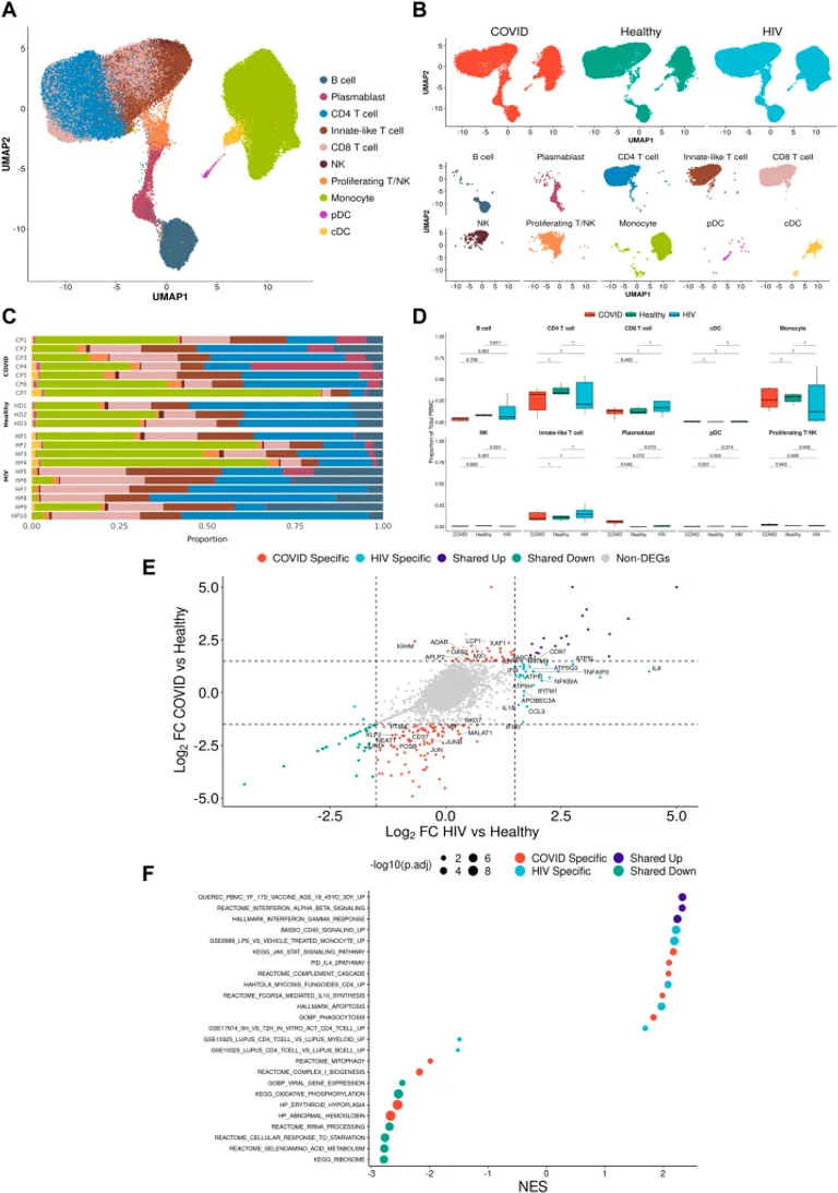 A single-cell atlas reveals shared and distinct immune responses and metabolic profiles in SARS-CoV-2 and HIV-1 infections