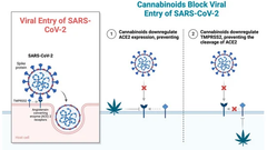 Cannabinoids and the Endocannabinoid System in Early SARS-CoV-2 Infection and Long COVID-19—A Scoping Review