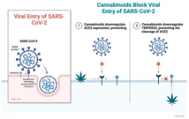 Cannabinoids and the Endocannabinoid System in Early SARS-CoV-2 Infection and Long COVID-19—A Scoping Review