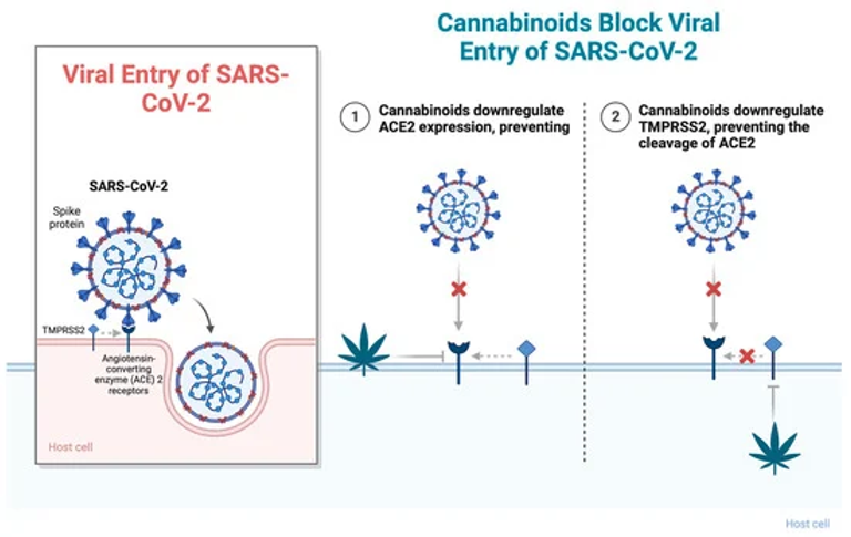 Cannabinoids and the Endocannabinoid System in Early SARS-CoV-2 Infection and Long COVID-19—A Scoping Review