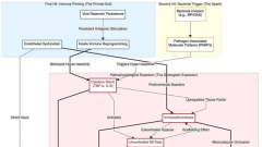 The “two-hit” storm: a hyper-inflammatory endotype in pediatric long COVID and its role in the severity of secondary bacterial pneumonia—a mechanistic review and clinical implications