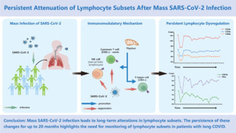 Persistent Attenuation of Lymphocyte Subsets After Mass SARS-CoV-2 Infection
