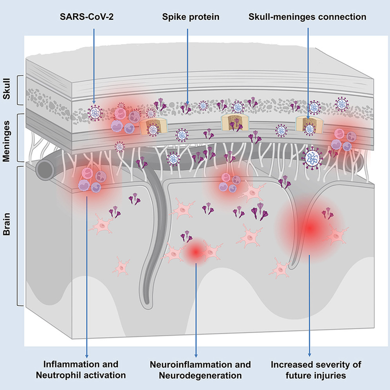 Persistence of spike protein at the skull-meninges-brain axis may contribute to the neurological sequelae of COVID-19