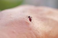 Le moustique tigre colonise la Bretagne, quels sont les risques d'épidémie de dengue, chikungunya et Zika ?