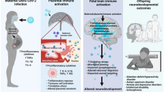 COVID-19 in pregnancy: implications for fetal brain development