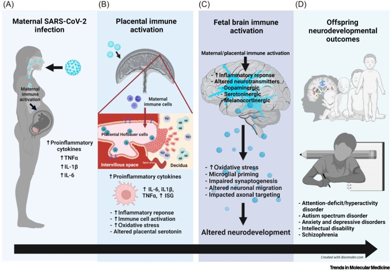 COVID-19 in pregnancy: implications for fetal brain development