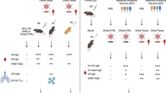 An intranasal adenoviral-vectored vaccine protects against highly pathogenic avian influenza H5N1 in naive and antigen-experienced animals