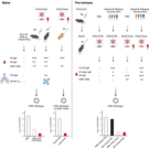 An intranasal adenoviral-vectored vaccine protects against highly pathogenic avian influenza H5N1 in naive and antigen-experienced animals
