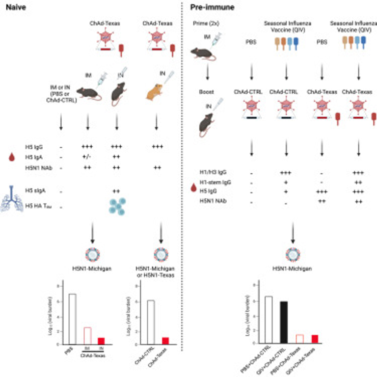 An intranasal adenoviral-vectored vaccine protects against highly pathogenic avian influenza H5N1 in naive and antigen-experienced animals