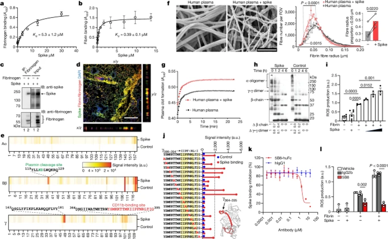 Fibrin drives thromboinflammation and neuropathology in COVID-19