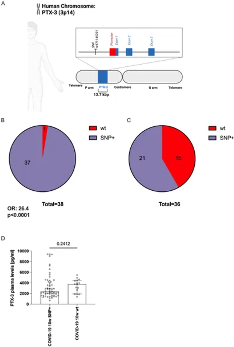 Severe COVID-19 induces prolonged elevation of the acute-phase protein pentraxin 3