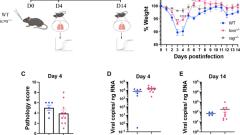 Adaptive immune cells are necessary for SARS-CoV-2–induced pathology