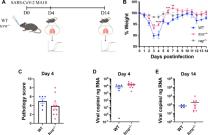 Adaptive immune cells are necessary for SARS-CoV-2–induced pathology