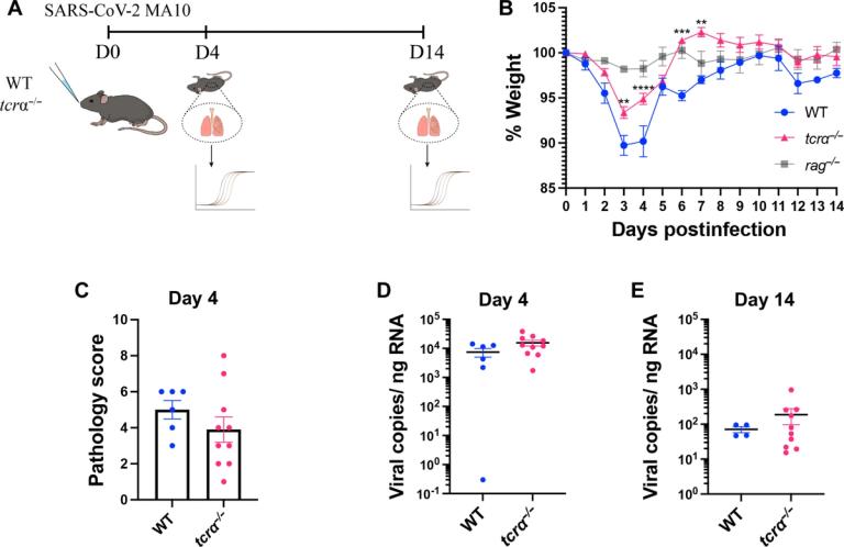 Adaptive immune cells are necessary for SARS-CoV-2–induced pathology