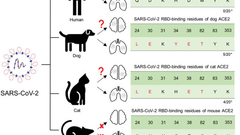 Neurologic Effects of SARS-CoV-2 Transmitted among Dogs