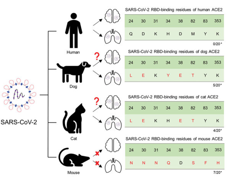 Neurologic Effects of SARS-CoV-2 Transmitted among Dogs