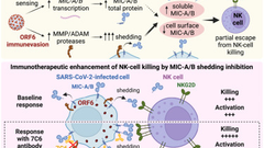 Evasion of NKG2D-mediated cytotoxic immunity by sarbecoviruses