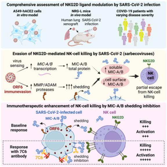 Evasion of NKG2D-mediated cytotoxic immunity by sarbecoviruses