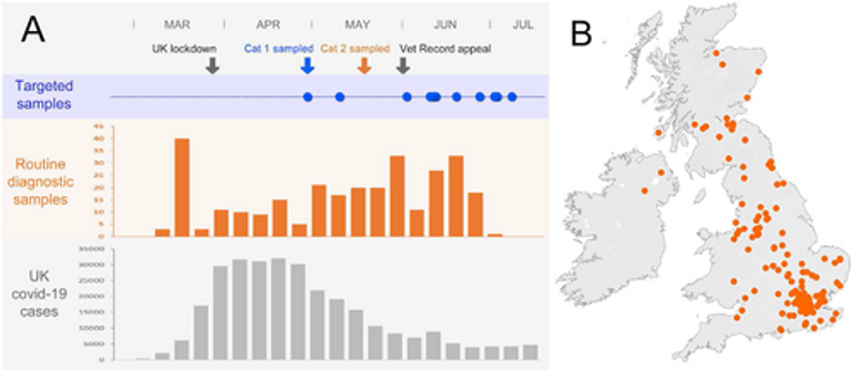 Detection of SARS-CoV-2 in respiratory samples from cats in the UK associated with human-to-cat transmission
