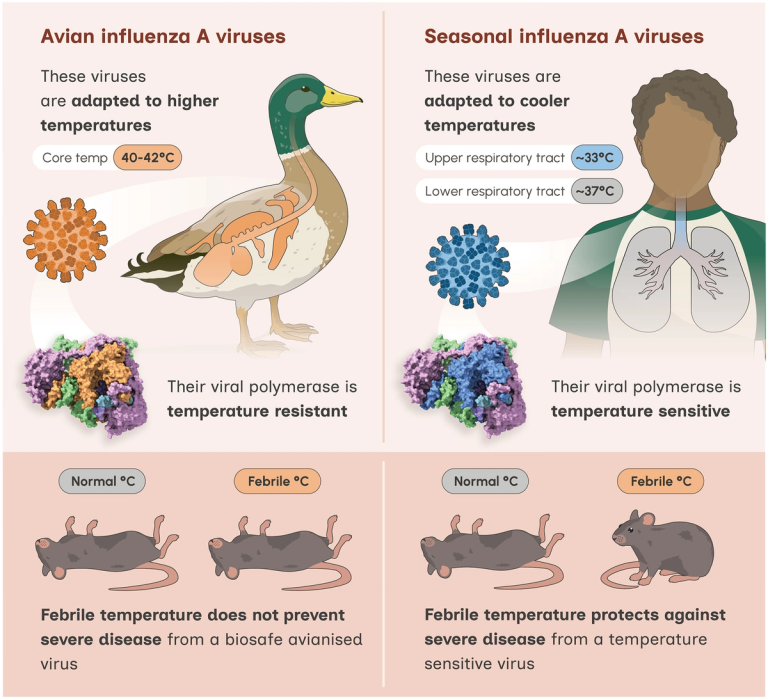 Avian-origin influenza A viruses tolerate elevated pyrexic temperatures in mammals