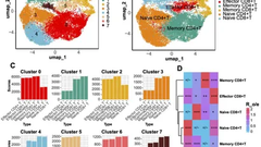 Immune cell communication networks and memory CD8+ T cell signatures sustaining chronic inflammation in COVID-19 and Long COVID