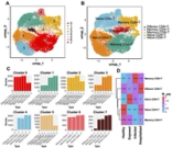 Immune cell communication networks and memory CD8+ T cell signatures sustaining chronic inflammation in COVID-19 and Long COVID