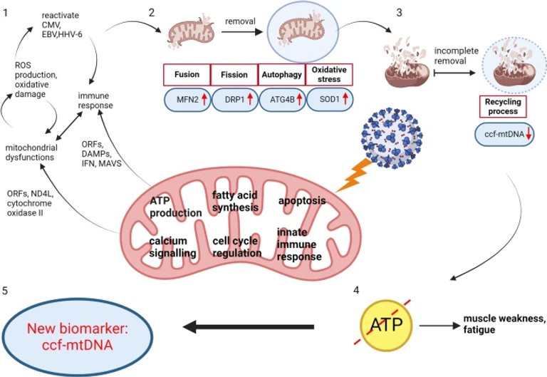 Novel biomarkers of mitochondrial dysfunction in Long COVID patients
