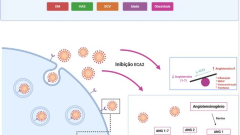 Papel do Endotélio na COVID-19 Grave