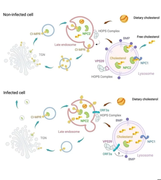 SARS-CoV-2 hijacks cholesterol trafficking to fuel infection and evade immune responses