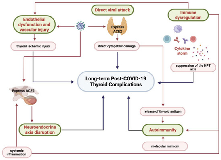 Long-Term Thyroid Complications Post-COVID-19: A Systematic Review