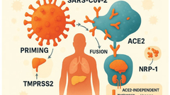 Synergy of SARS-CoV-2 and HIV-1 Infections in the Human Brain